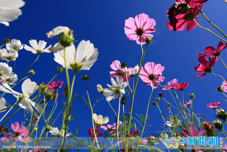 2009-2010花東花海季展開~