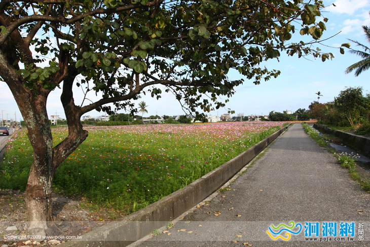 三十米路(中央路)波斯菊也開了~