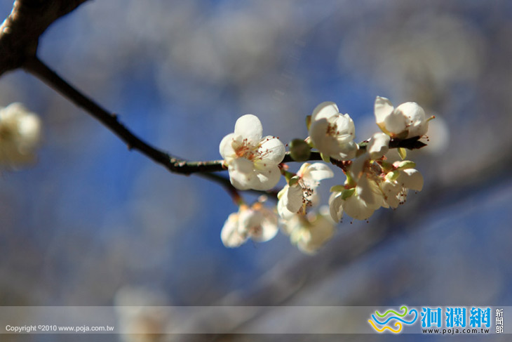 有夠冷~梅花狂綻放!
