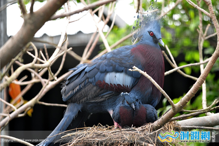兆豐新春報喜訊 皇冠鳩新生報到