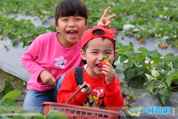 香甜草莓正直採收期~