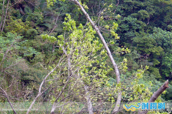 佐倉步道倒木回春-大葉赤榕冒出新芽