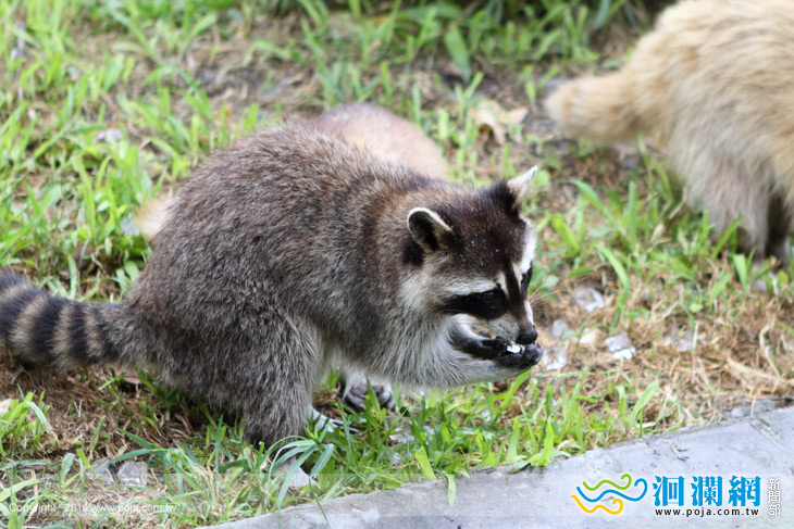 [影音]夏至高溫.小浣熊吃冰消暑~