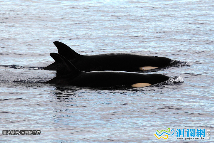 今年首批虎鯨(殺人鯨)家族出現拉~