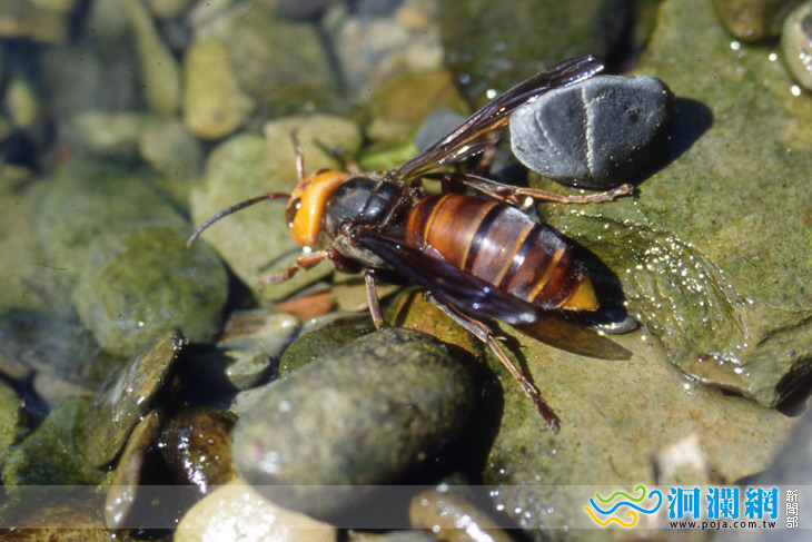 秋末冬初虎頭蜂最活躍 戶外活動注意穿著及食餘