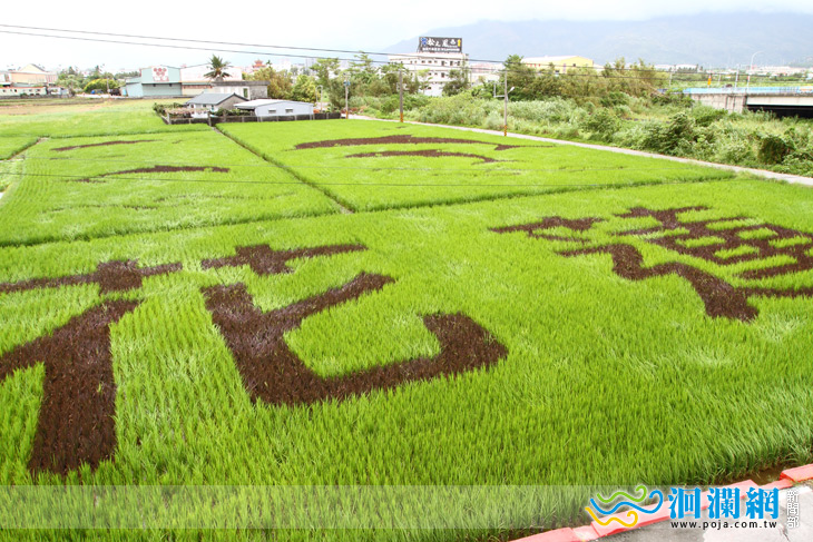 連續三年打造彩繪稻田六海豚圖樣吸睛