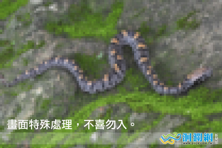 阿里山龜殼花幼蛇現身洛韶 太魯閣國家公園首度