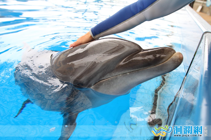 [影音]俏皮海豚為您獻上歌曲歡唱聖誕