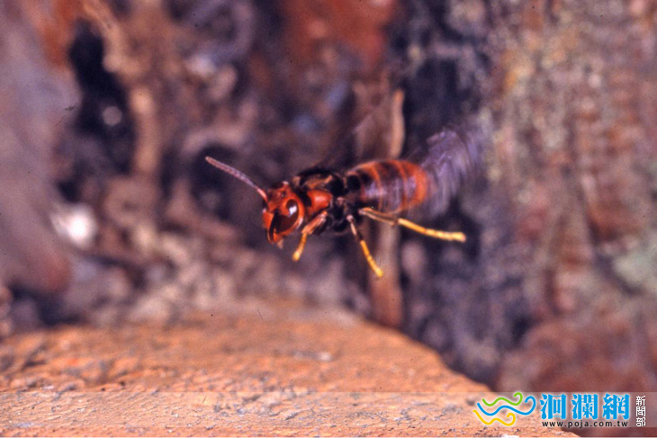 七種虎頭蜂齊聚太魯閣遊客務必小心