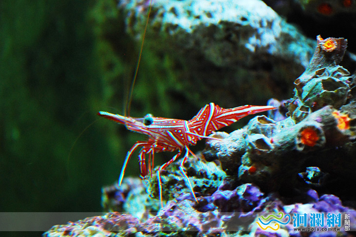 花蓮遠雄海洋公園 100 年有蝦米好康