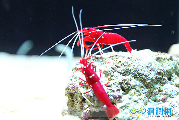 ［影音］海洋公園-百變蝦米、私密生活特展