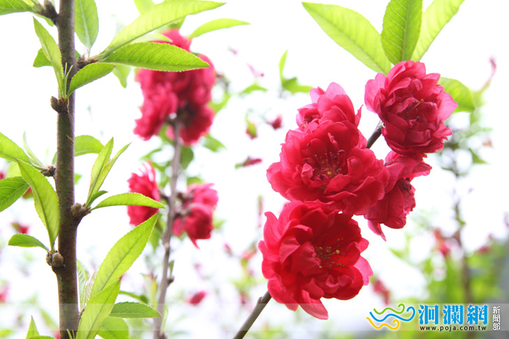 ［影音］春之布洛灣生態饗宴熱鬧滾滾