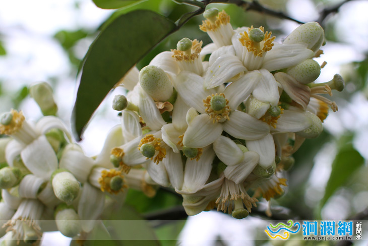 ［影音］瑞穗季節限定柚花茶芬芳上市