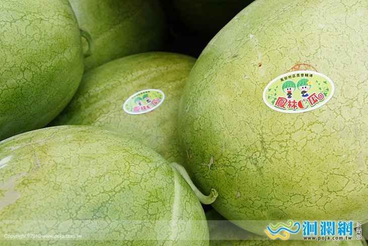 ［影音］鳳林西瓜甜度高民眾忙搶購