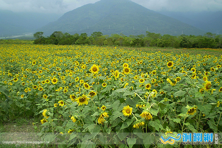 大農大富平地森林園區花海新妝豋場