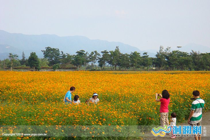 即日起四季花海依序登場 金黃波浪讓你驚豔