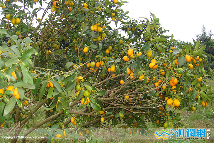 體驗採果樂趣 兆豐金桔盛產