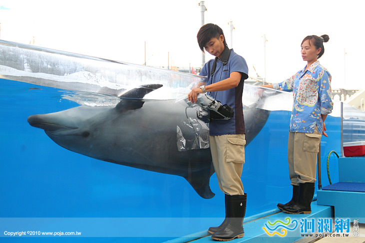 瓶鼻海豚好孕到，俏皮產檢做準備