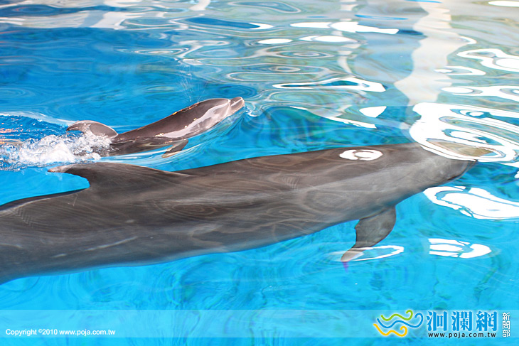 海洋公園小海豚緊急搶救，仍回天乏術
