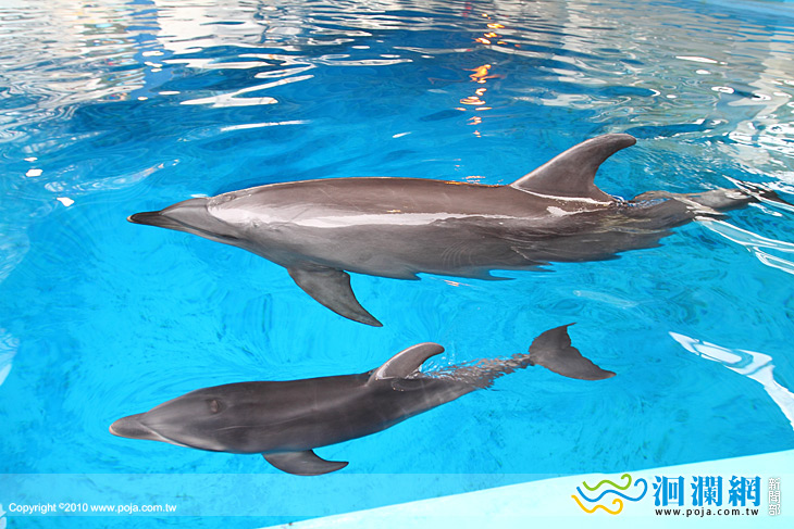 [影音]海豚寶寶誕生,海豚媽媽細心陪伴超可愛