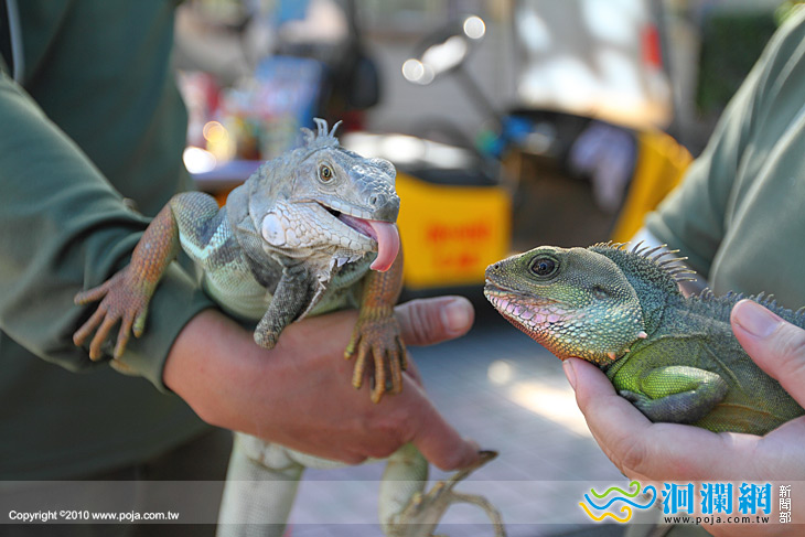 春節兆豐有吃又有玩~