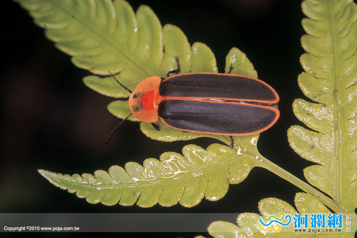 螢螢期盼生態之旅明(11)日報名截止