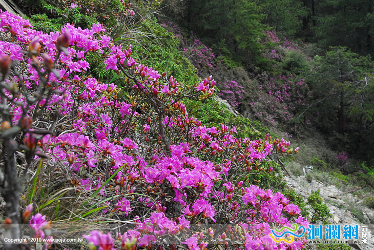 合歡山賞花趣定點解說服務開鑼了