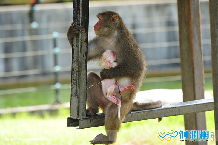 兆豐傳喜訊，小白猴來報到