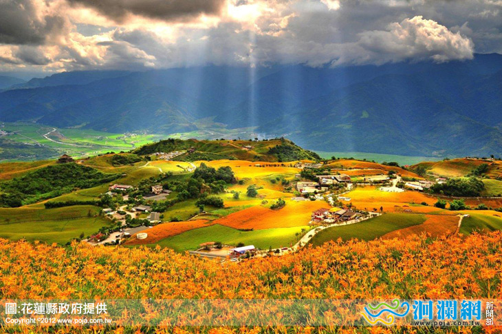 花蓮金針花季開跑，將創造史上最大面積花海