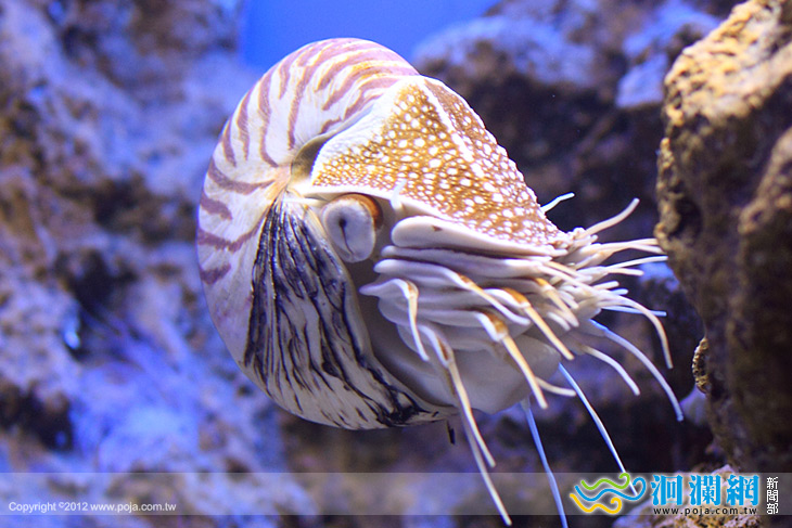 鸚鵡螺-全國首次成功孵化與大家見面