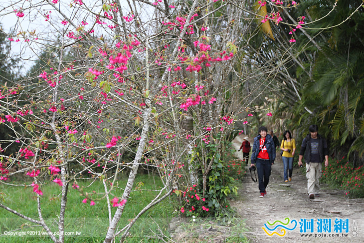 吉安櫻花-04.jpg
