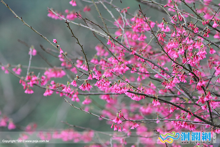 吉安櫻花-06.jpg