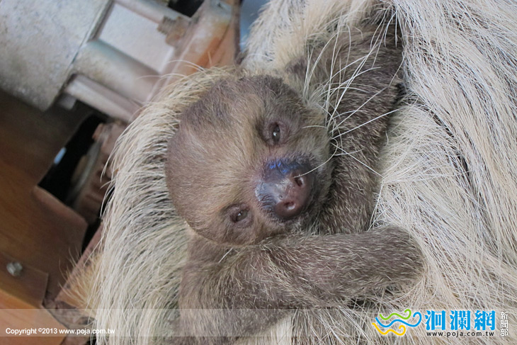 兆豐農場新生小樹懶寶寶亮相