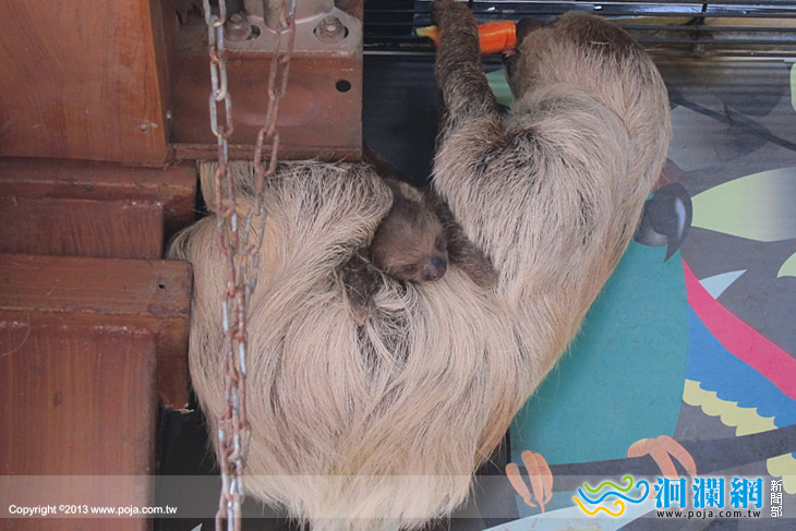 兆豐-樹懶-03.jpg