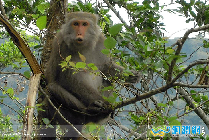 林管處-獼猴-02.jpg