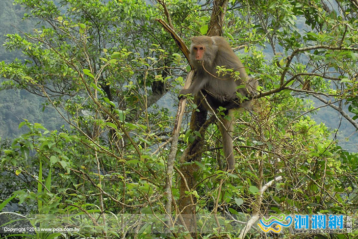 林管處-獼猴-01.jpg