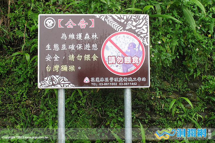 花蓮林管處呼籲不要餵食獼猴或棄養動物
