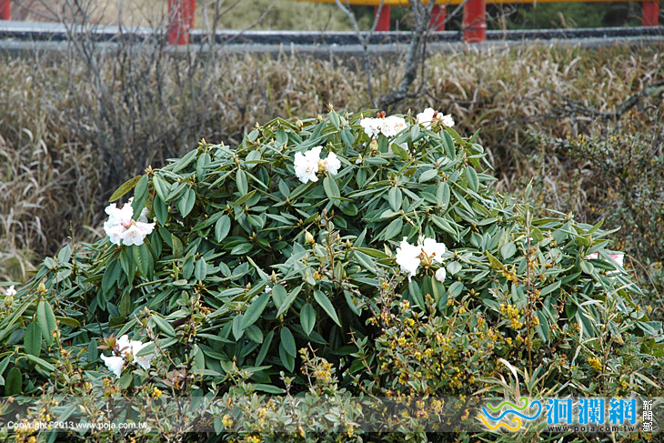 太管處：今年合歡山杜鵑花況不如往年