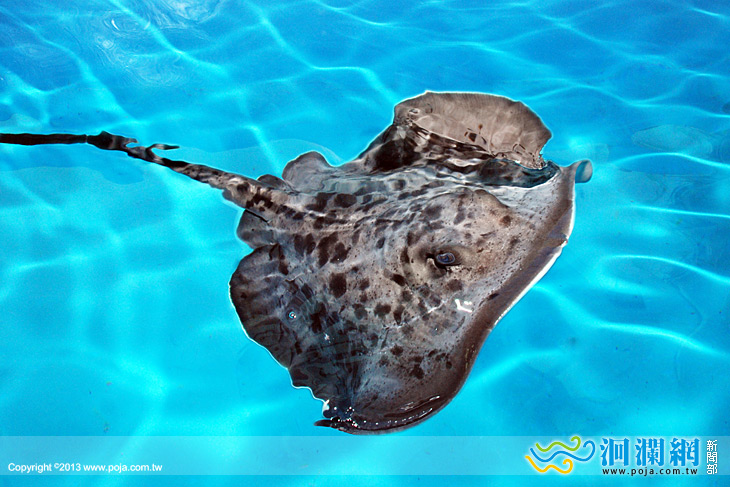 溫馨五月遠雄海洋公園刺尾魟魚當媽咪