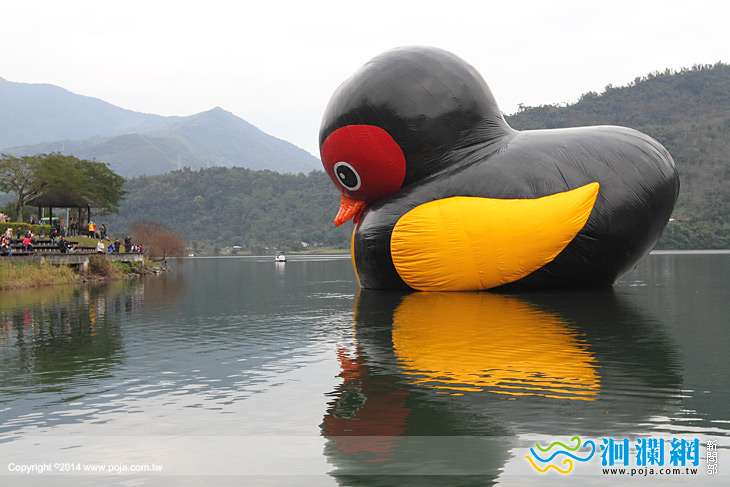 紅面鴨-06.jpg