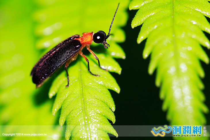 4月26日螢光閃閃生態之旅趕快來報名