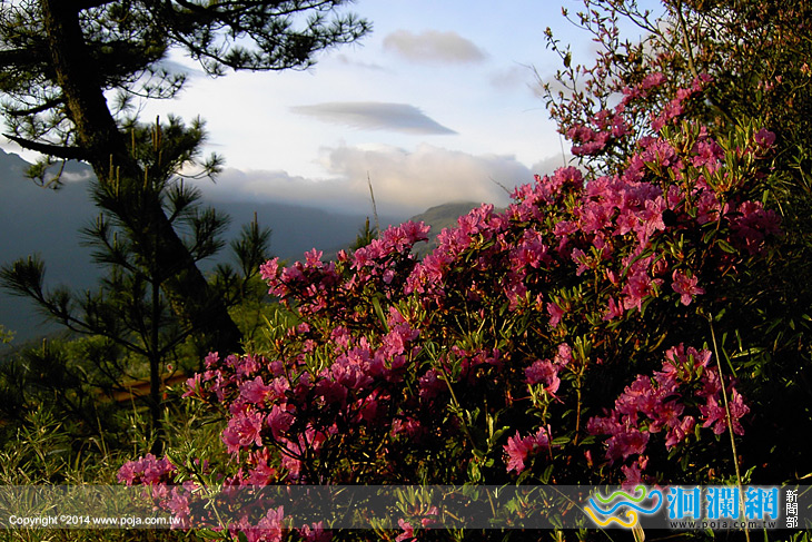 領略合歡山花季之旅，太管處開放名額報名