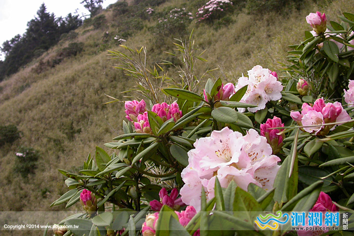 太管處玉山杜鵑-01.jpg