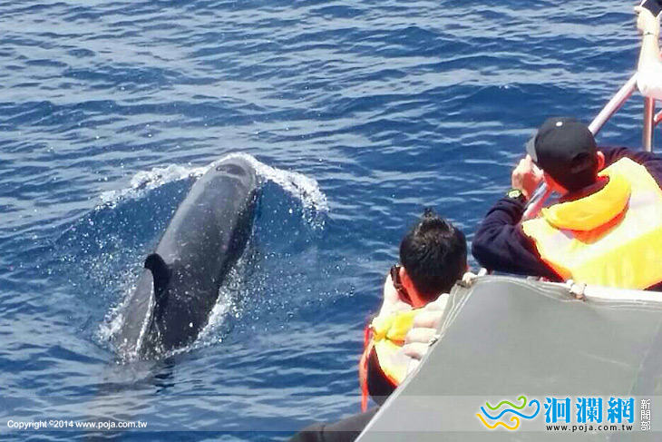 偽虎鯨-02.jpg
