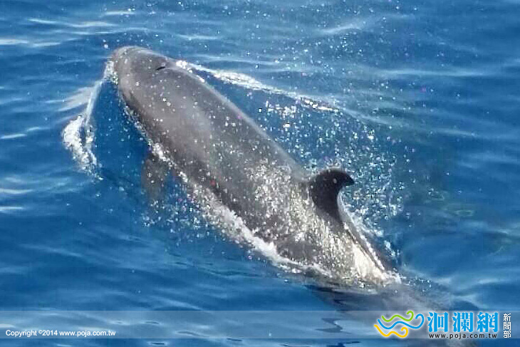 花蓮四月至今，鯨豚發現率百分之百