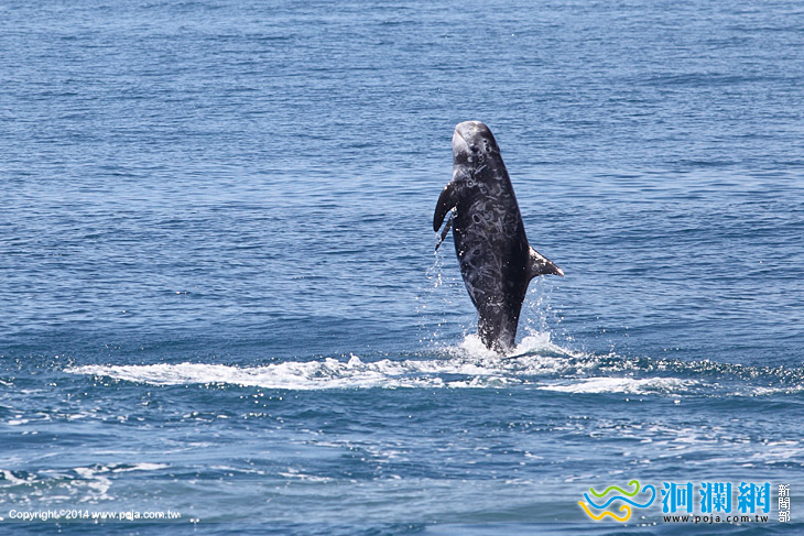賞鯨啟航-05.jpg