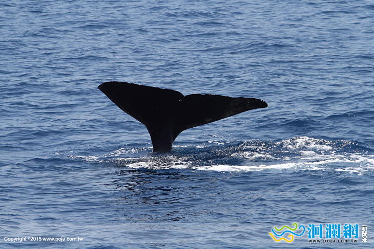 抹香鯨-06.jpg