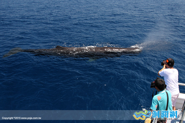 抹香鯨-04.jpg