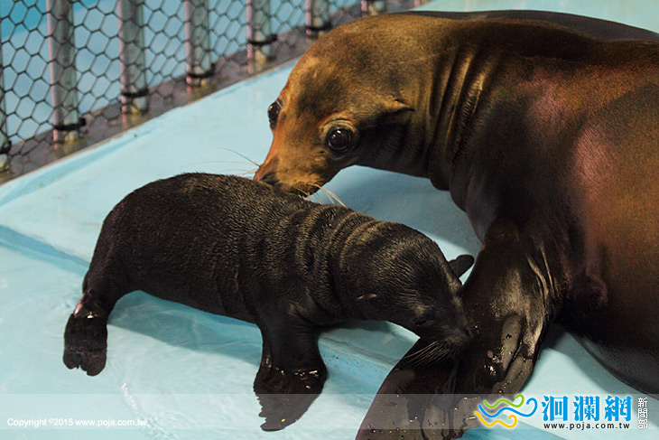 海獅寶寶誕生，下個月可望與大家見面