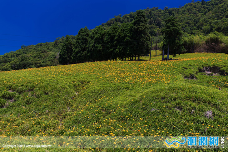 2015花蓮金針花季8/7開跑